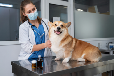 Packaging Artwork Operations for a Renowned Veterinary Pharma Company