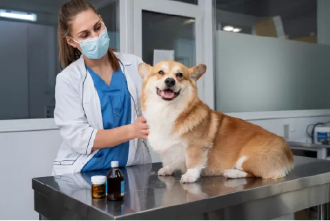 Packaging Artwork Operations for a Renowned Veterinary Pharma Company